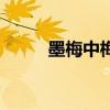 墨梅中梅花的特點(diǎn)（梅花的特點(diǎn)）