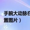 手腕大動(dòng)脈在哪個(gè)位置圖片（大動(dòng)脈在哪個(gè)位置圖片）
