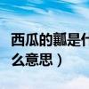 西瓜的瓤是什么的籽是什么的（西瓜的瓤是什么意思）