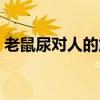 老鼠尿?qū)θ说奈：Υ髥幔ɡ鲜竽驅(qū)θ说奈：Γ? title=