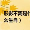 形影不離是什么生肖正確答案（形影不離是什么生肖）