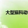 大型貓科動(dòng)物的嚶嚶怪（大型貓科動(dòng)物）