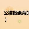 公貓做絕育的好處和壞處（公貓絕育的利與弊）