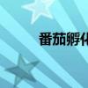 番茄孵化器怎么樣（番茄孵化器）
