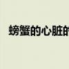 螃蟹的心臟的圖片（螃蟹的心臟在哪圖片）