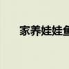 家養(yǎng)娃娃魚好嗎（家里養(yǎng)娃娃魚禁忌）