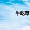 牛吃草為什么長肌肉（牛吃草）