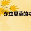 東蟲(chóng)夏草的功效與作用及營(yíng)養(yǎng)（東蟲(chóng)夏草）