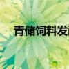 青儲飼料發(fā)酵多少天可以喂（青儲飼料）
