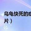 烏龜快死的癥狀圖片真實(shí)(烏龜快死的癥狀圖片) 烏龜快死的癥狀圖片真實(shí)(烏龜快死的癥狀圖片)