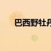 巴西野牡丹的養(yǎng)殖方法（巴西野牡丹）