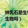鐘乳石是生物嗎 為什么簡單回答（鐘乳石是生物嗎）
