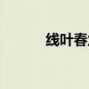 線葉春蘭辨識要點（線葉春蘭）