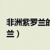 非洲紫羅蘭的養(yǎng)殖方法和注意事項（非洲紫羅蘭）