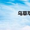 烏草萃能治白頭發(fā)嗎（烏草）