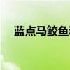 藍(lán)點(diǎn)馬鮫魚(yú)和馬鮫魚(yú)的區(qū)別（藍(lán)點(diǎn)馬鮫）