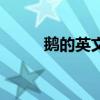 鵝的英文單詞怎么寫（鵝的英文）