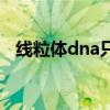 線粒體dna只能母系遺傳嗎（線粒體dna）