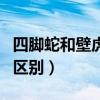 四腳蛇和壁虎的區(qū)別在哪里（四腳蛇和壁虎的區(qū)別）