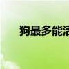 狗最多能活幾年(狗一般能活多少年) 狗最多能活幾年(狗一般能活多少年)