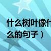 什么樹(shù)葉像什么的句子怎么寫(xiě)（什么樹(shù)葉像什么的句子）