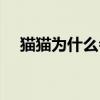 貓貓為什么會怕黃瓜（為什么貓怕黃瓜）