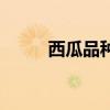 西瓜品種比較（西瓜品種哪個好）