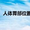 人體胃部位置圖 解剖圖（人體胃部位置圖）