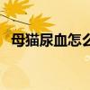 母貓尿血怎么回事?。ㄘ堖淠蜓茏杂鷨幔? title=