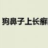 狗鼻子上長癬圖片真實(shí)（狗鼻子上長癬圖片）