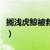 擱淺虎鯨被救表示感謝(虎鯨故意擱淺親近人) 擱淺虎鯨被救表示感謝(虎鯨故意擱淺親近人)