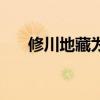 修川地藏為啥打不過麒麟（修川地藏）