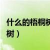 什么的梧桐樹葉像什么飄呀飄呀（什么的梧桐樹）