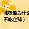 北極熊為什么不吃企鵝的糞便（北極熊為什么不吃企鵝）