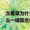 含羞草為什么一碰就合攏30字（含羞草為什么一碰就合攏）