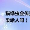 貓絳蟲會傳染給人嗎 什么癥狀（貓絳蟲會傳染給人嗎）