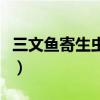 三文魚(yú)寄生蟲(chóng)在體內(nèi)怎么消滅（三文魚(yú)寄生蟲(chóng)）
