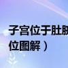 子宮位于肚臍什么位置圖片（子宮位于肚臍部位圖解）