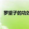 羅望子的功效與作用圖片（羅望子的功效）