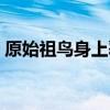 原始祖鳥身上覆蓋了與中華龍鳥（原始祖鳥）