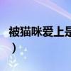 被貓咪愛上是什么感覺（被貓喜歡預(yù)示著什么）