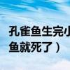 孔雀魚生完小魚就死了正常嗎（孔雀魚生完小魚就死了）