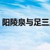 陽陵泉與足三里定位的準(zhǔn)確位置圖（陽陵泉）