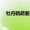 牡丹鸚鵡繁殖注意事項（牡丹鸚鵡繁殖）