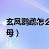 玄鳳鸚鵡怎么分公母圖解（玄鳳鸚鵡怎么分公母）