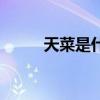 天菜是什么菜圖片（天菜的意思）
