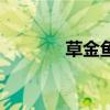 草金魚觀賞價值（草金魚吧）
