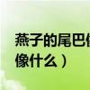燕子的尾巴像什么有什么作用?（燕子的尾巴像什么）