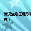 武漢生物工程學(xué)院怎么樣百度貼吧（武漢生物工程學(xué)院怎么樣）