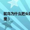 鴕鳥為什么把頭埋在沙子里視頻（鴕鳥為什么把頭埋在沙子里）